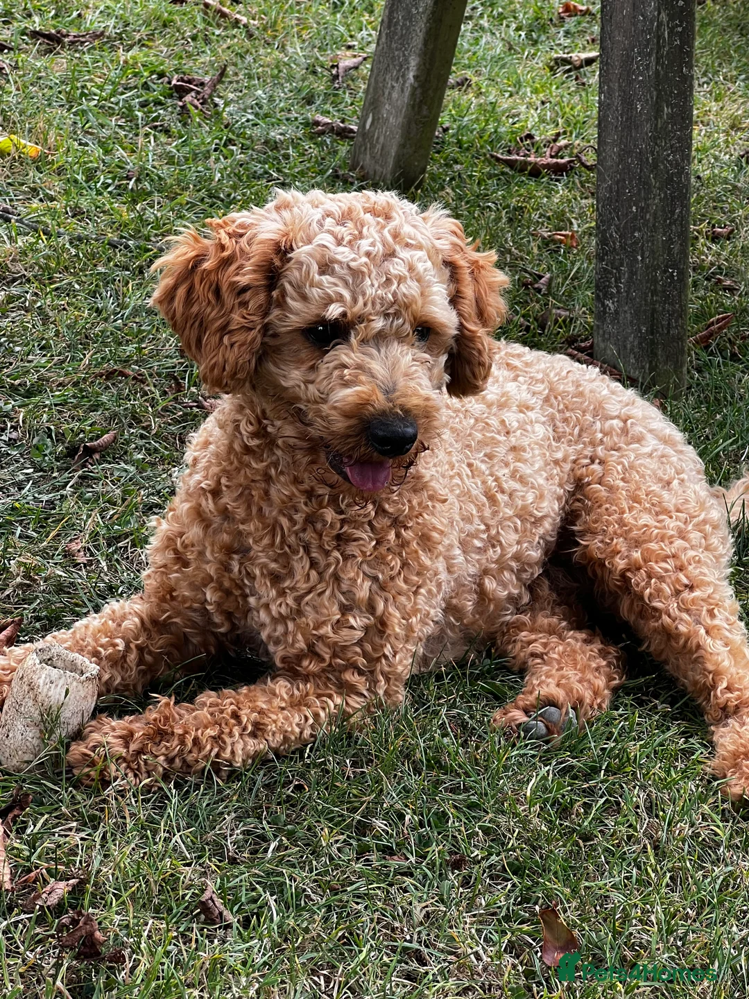 Toy Poodle dogs for stud: KC Registered Red Toy Poodle Fully DNA Tested in Radstock - Advert 21