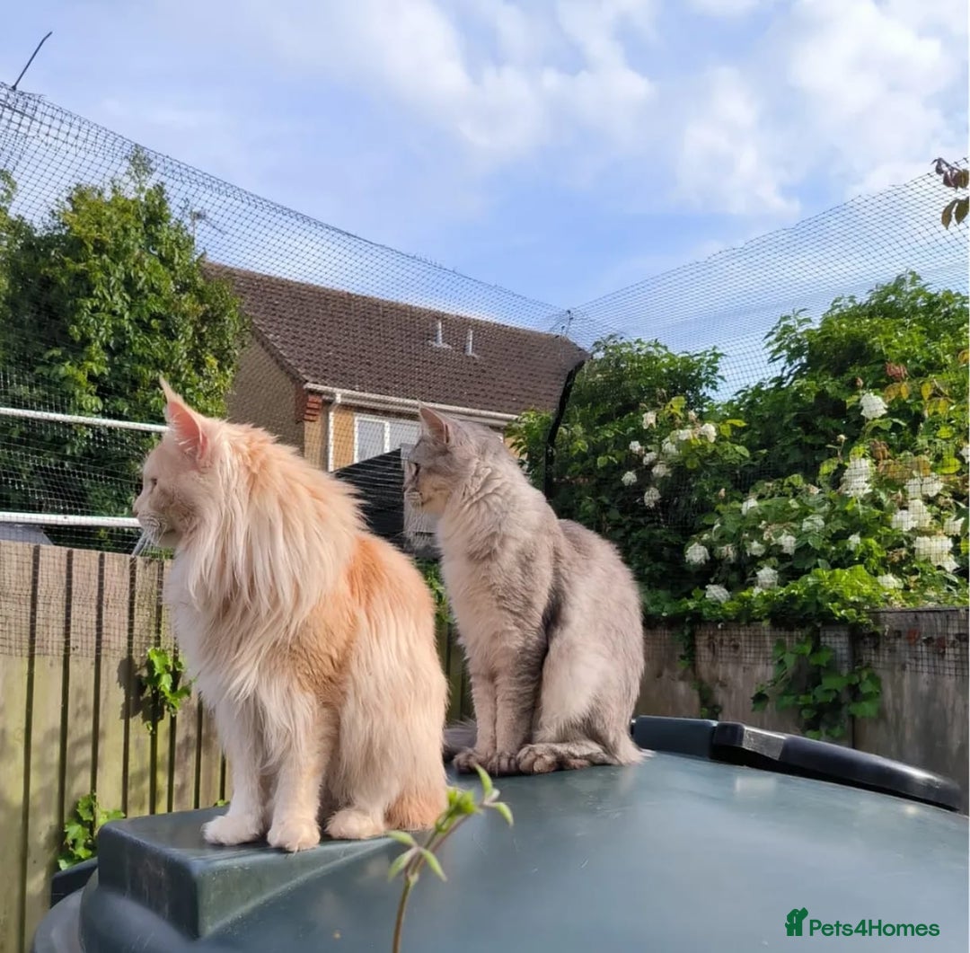 Maine Coon cats for sale: Maine Coon Kittens - Advert 10