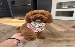Cavapoo dogs for sale: Hana is 1 in London - Image 1