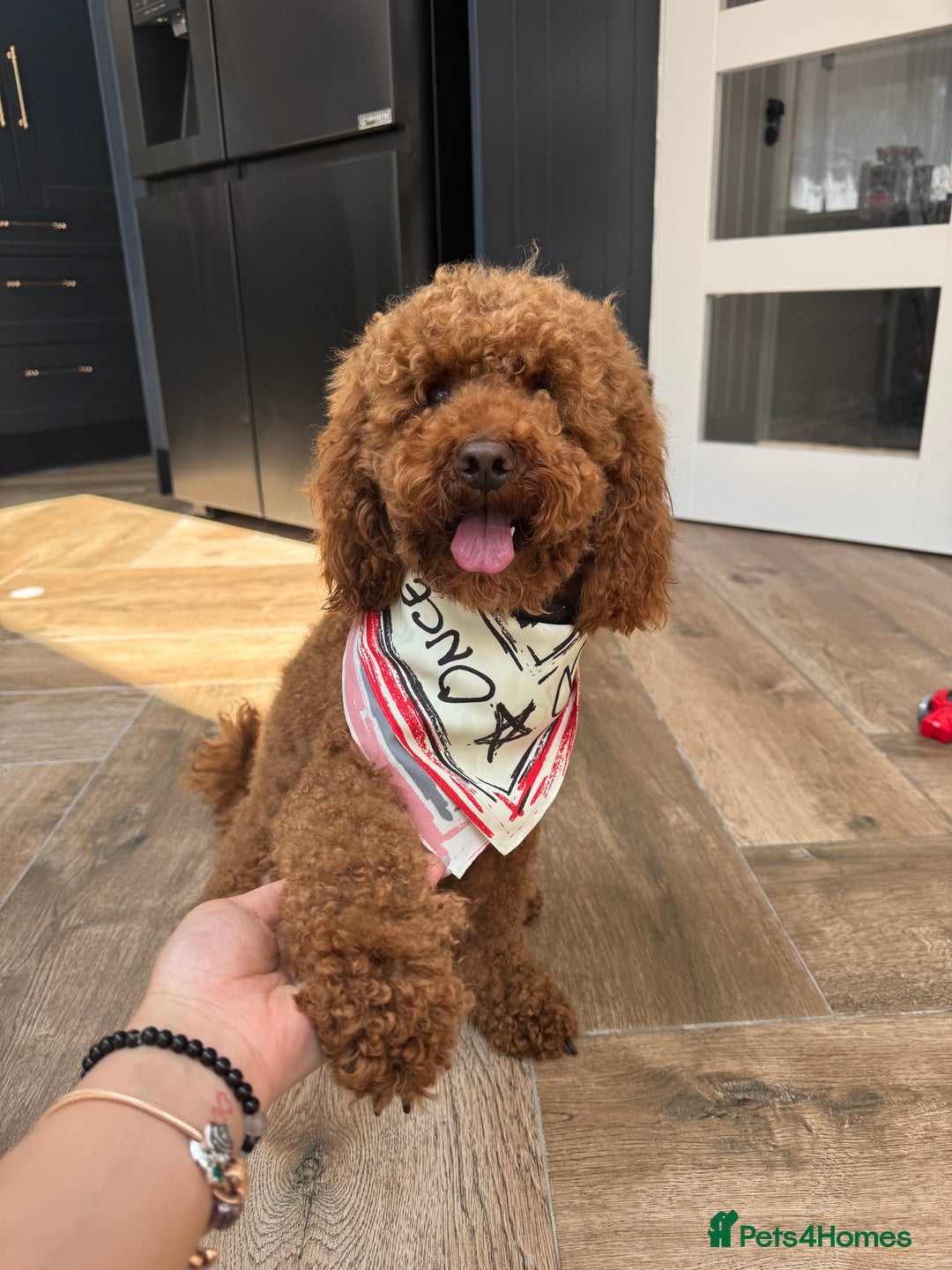 Cavapoo dogs for sale: Hana is 1 in London - Image 1