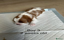 Cavapoo dogs for sale: Stunning Cavapoo puppies  - Image 12