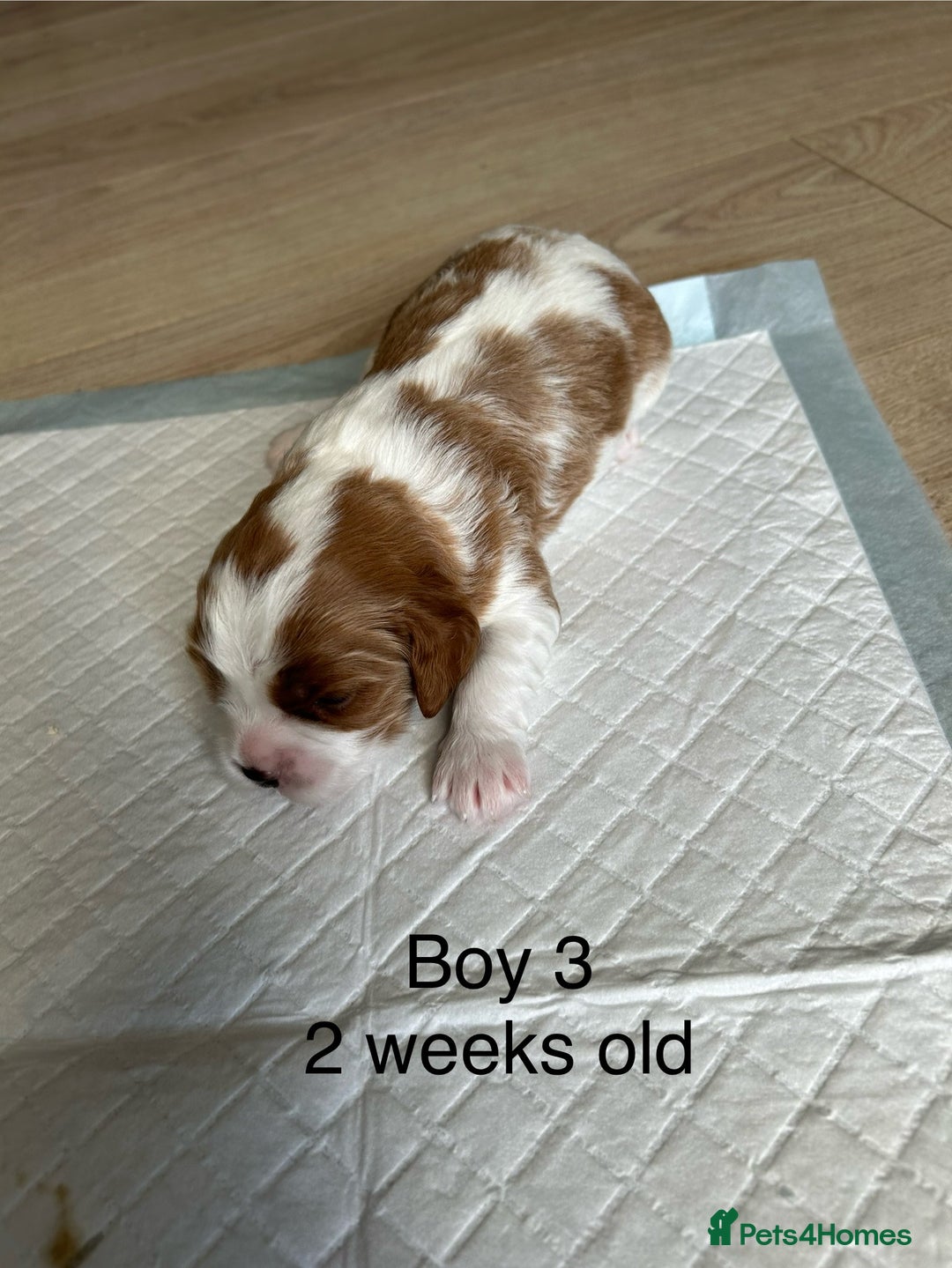 Cavapoo dogs for sale: Stunning Cavapoo puppies  - Image 12