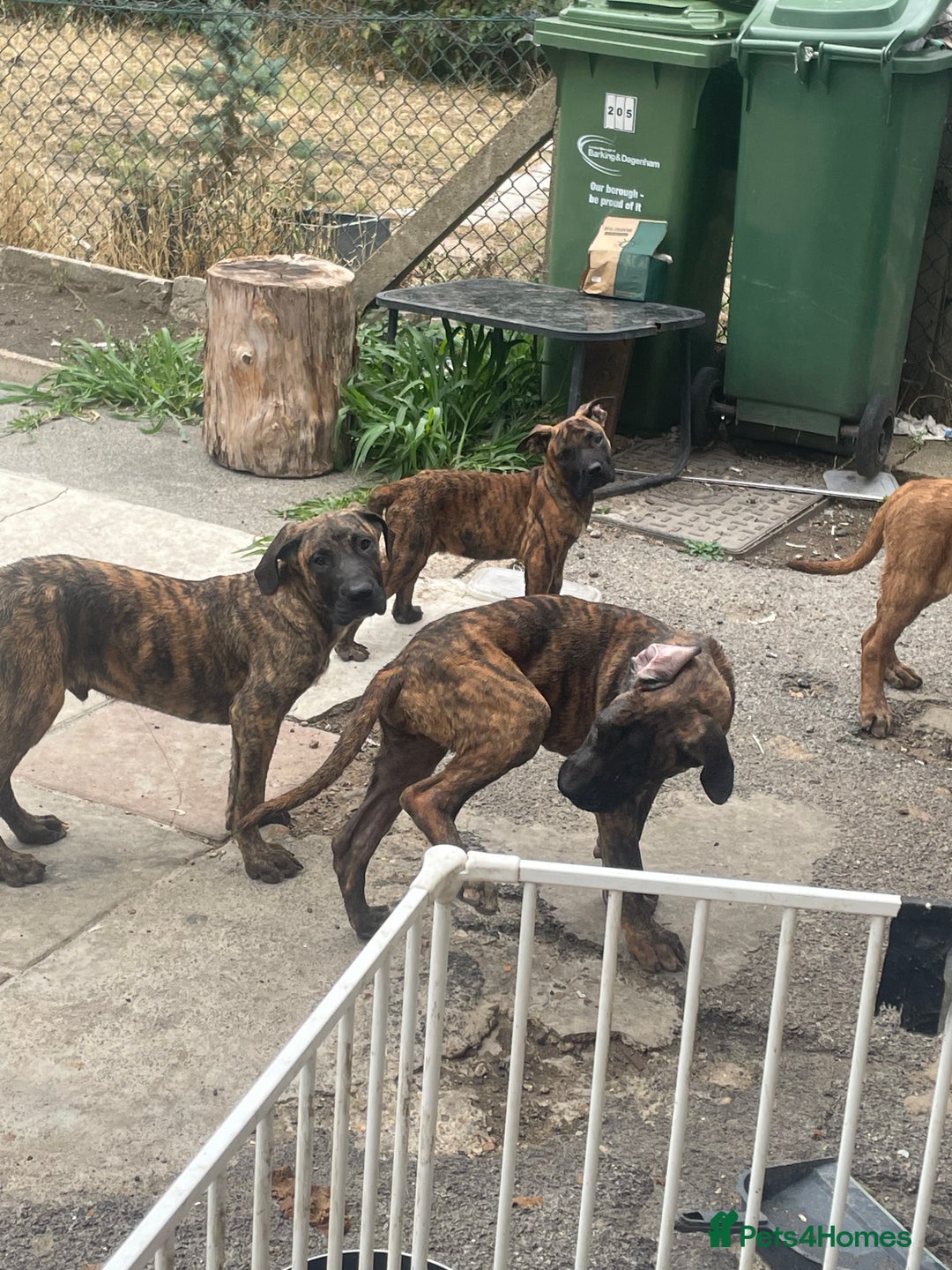 Presa Canario dogs for sale: Full Pressa Canario  - Image 9