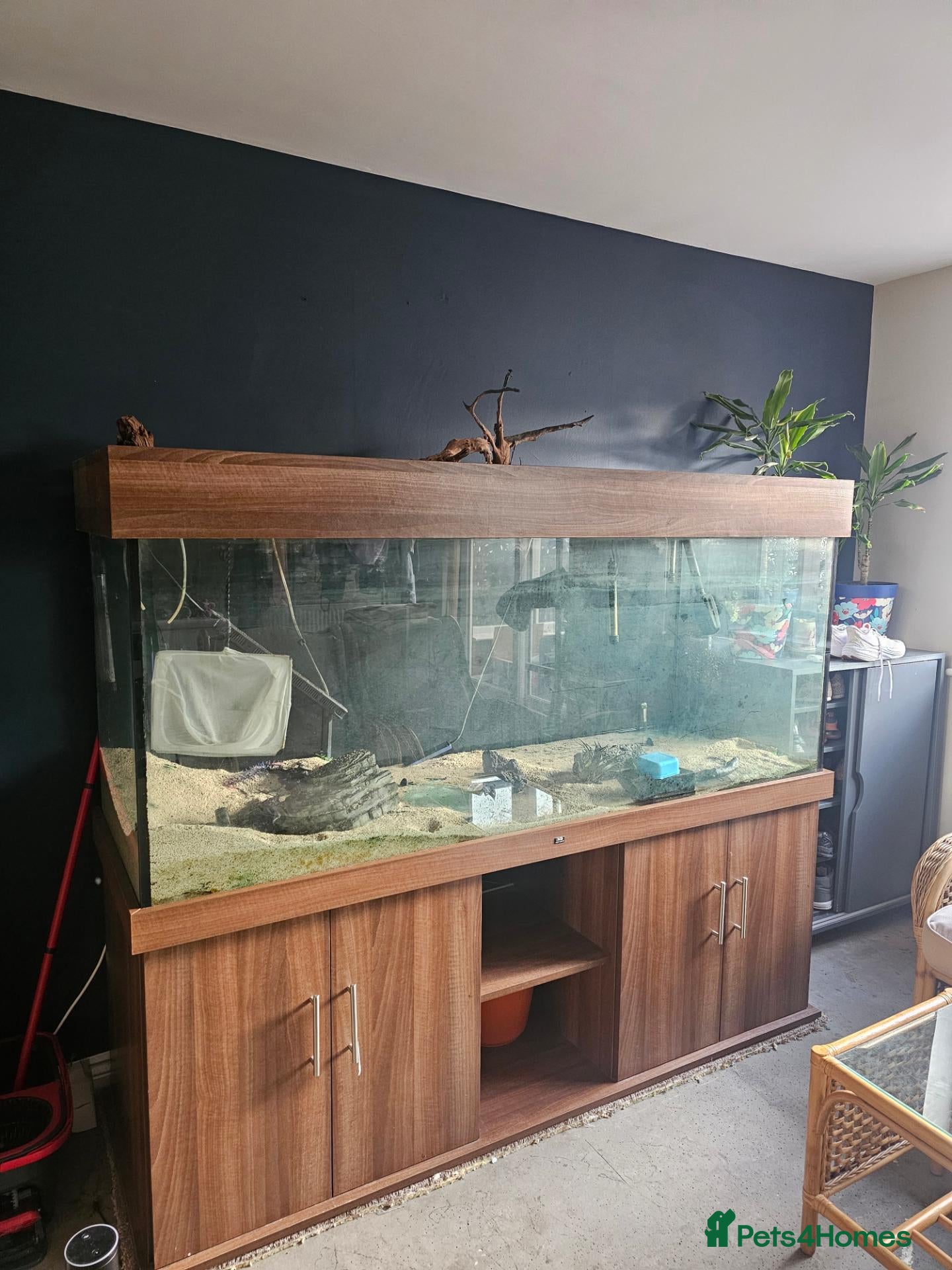 Cichlids fish 6ft huge tank for sale  - Advert 2
