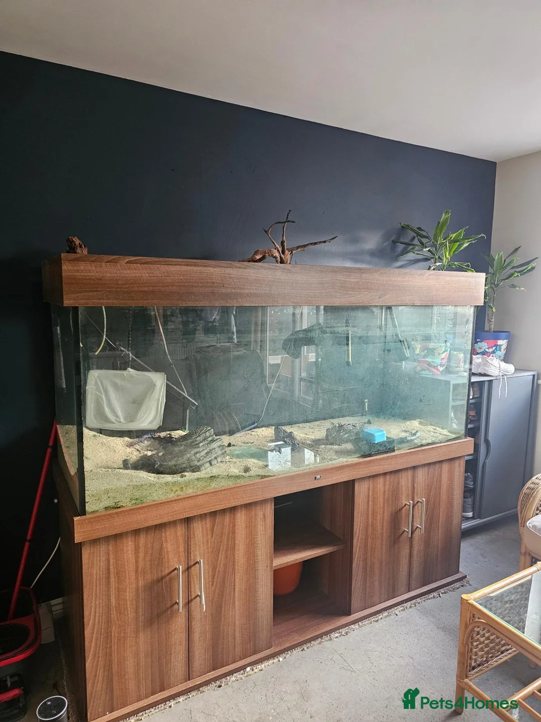 Cichlids fish for sale: 6ft tank and stand  - Advert 2