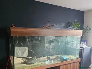 Cichlids fish 6ft tank and stand - Advert 2