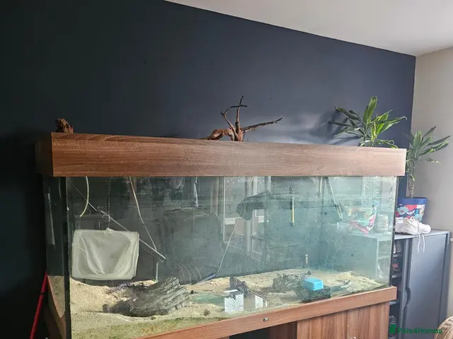 Cichlids fish 6ft tank and stand - Advert 2