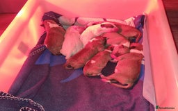 English Bull Terrier dogs for stud: Bullet is up for stud!!! - Image 5