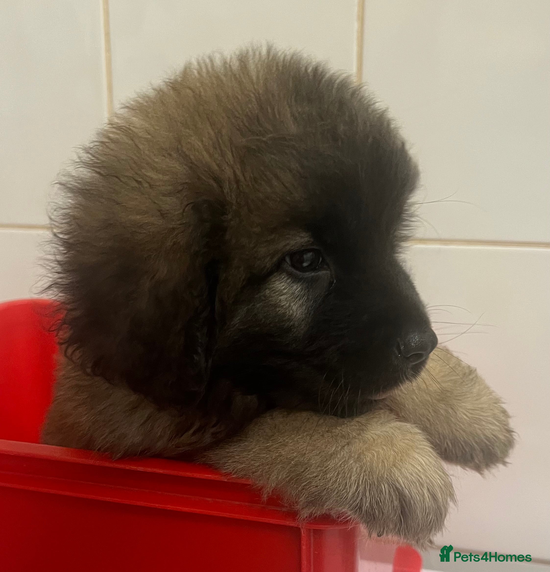 Leonberger dogs Leonberger Puppies For Sale  - Advert 2