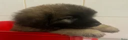 Leonberger dogs for sale: Leonberger Puppies For Sale  - Advert 2