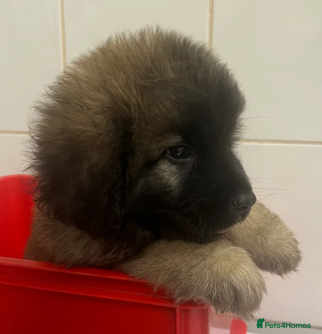 Leonberger dogs for sale: Leonberger Puppies For Sale  - Advert 2