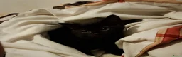 Mixed Breed cats for sale: Strong healthy Black kitten with tabby stripes  - Advert 4