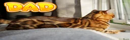 Bengal cats for sale: ONLY 3 LEFT - HEALTH/DNA TESTED BENGALS - Advert 2
