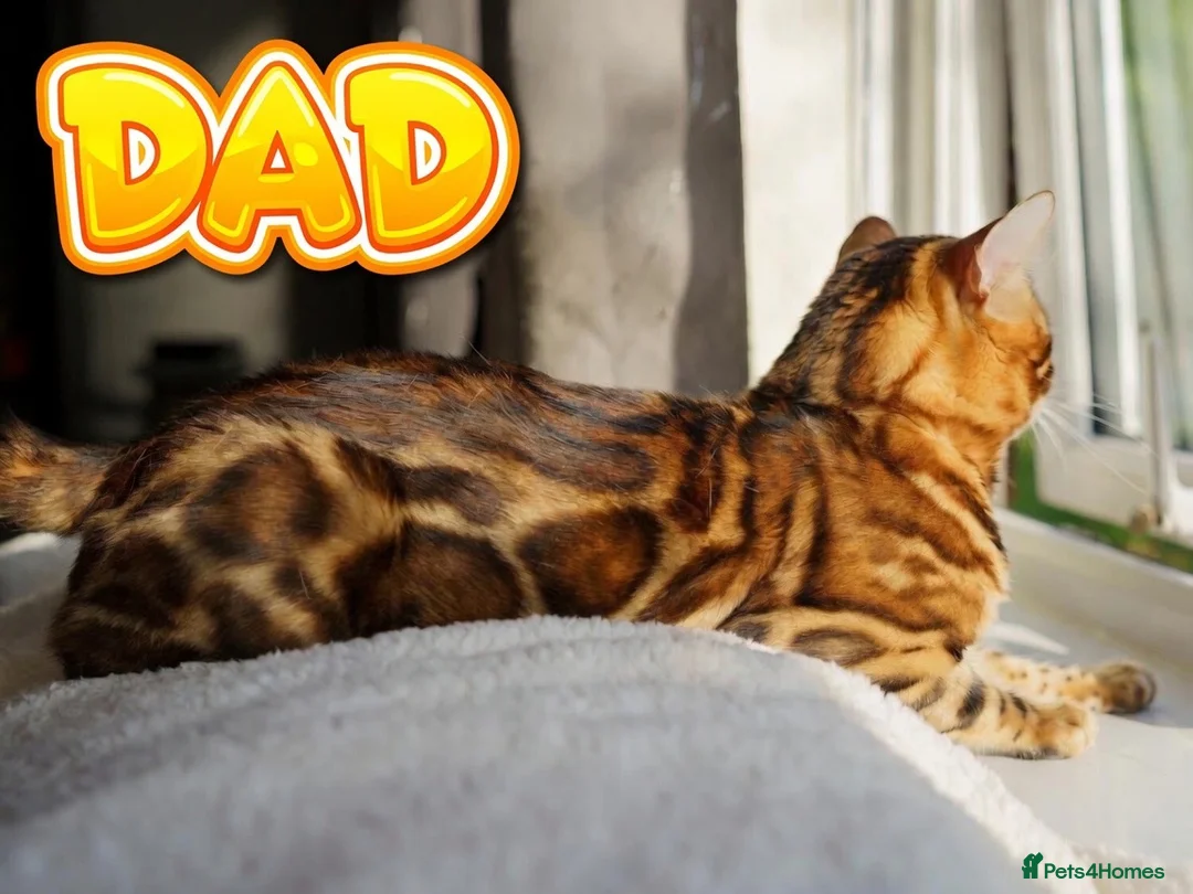 Bengal cats for sale: ONLY 3 LEFT - HEALTH/DNA TESTED BENGALS - Advert 2