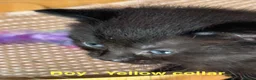 Bengal cats for sale: Beautiful Bengal X Tabby X kittens  in Dunfermline - Advert 7