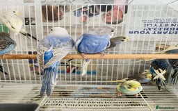 Budgerigars birds for sale: Budgies for sale  - Image 5