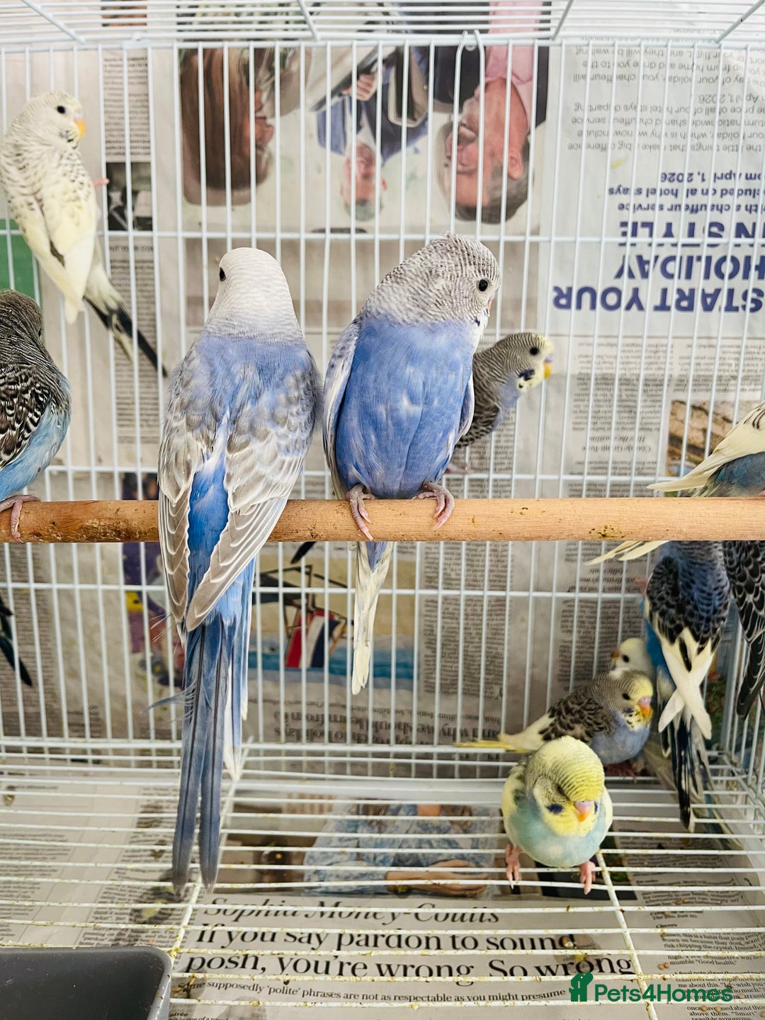Budgerigars birds for sale: Budgies for sale  - Image 5