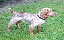Cocker Spaniel dogs for sale: Adult Working line Cocker Spaniel  - Image 1