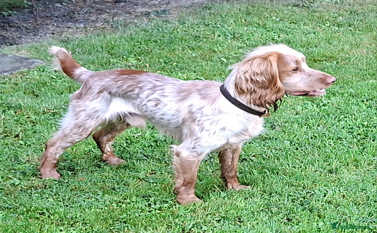 Cocker Spaniel dogs - Advert 1