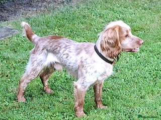 Cocker Spaniel dogs - Advert 5