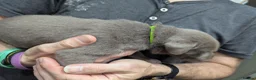 Labrador Retriever dogs for sale: Silver Labrador  - Advert 21