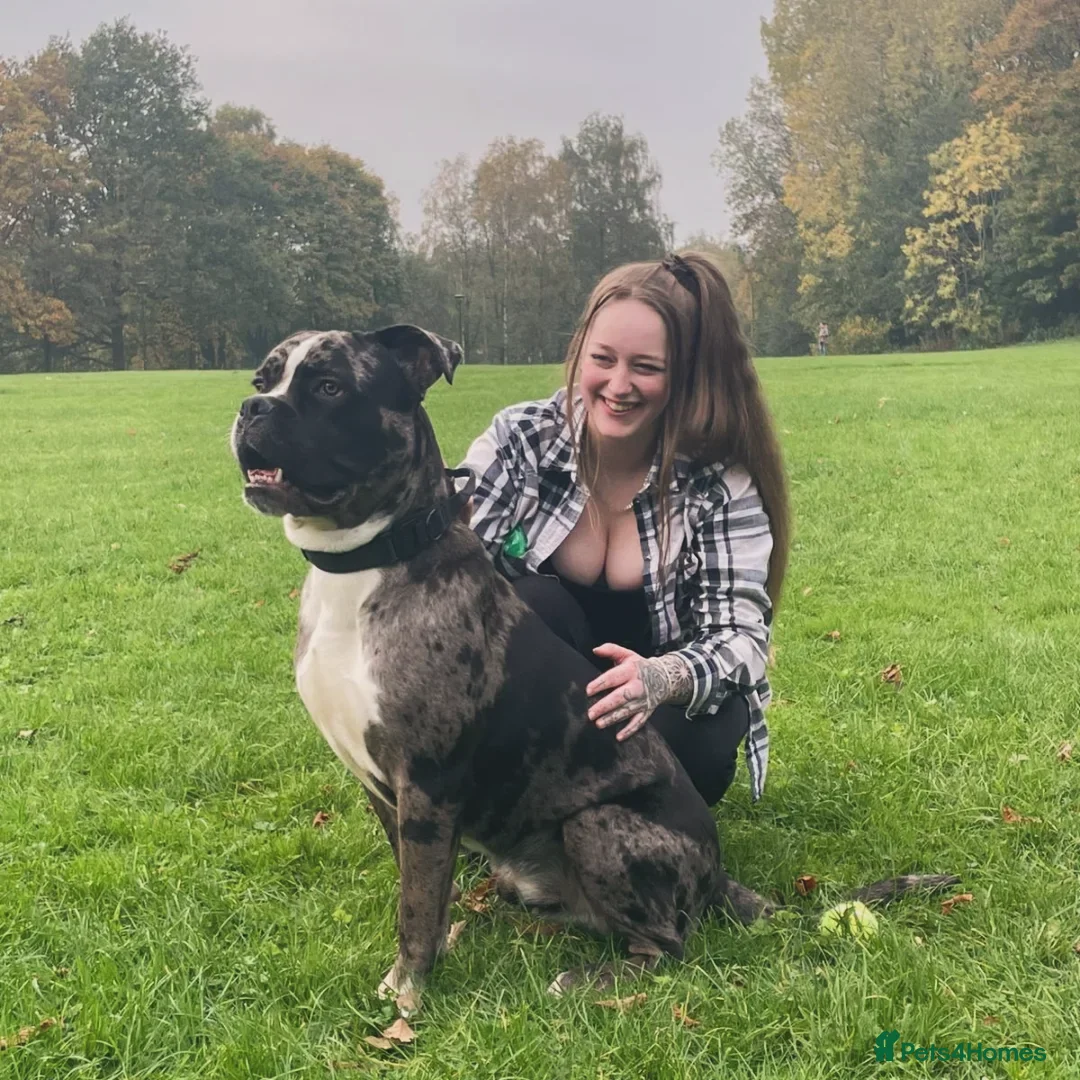 Mixed Breed dogs for sale: Cane Corso X American bully  - Advert 3