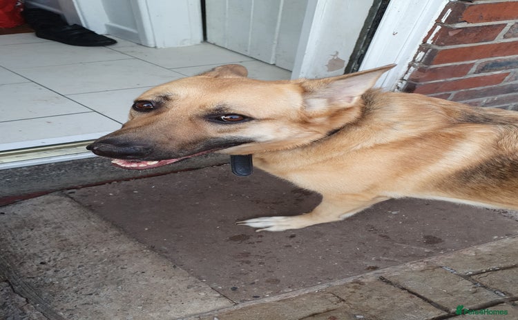 German Shepherd dogs German shepherd adult girl - Advert 3