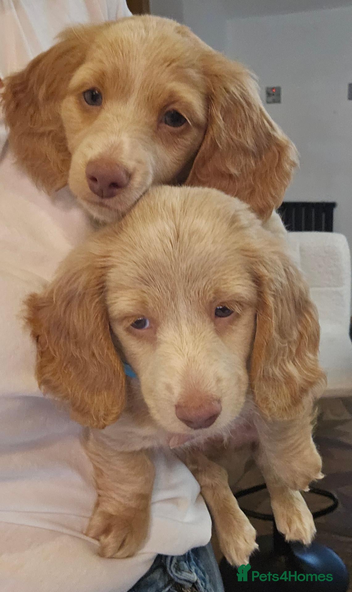 Miniature Dachshund dogs My boys are ready to go to their fur-ever homes  - Advert 1