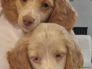 Miniature Dachshund dogs My boys are ready to go to their fur-ever homes - Advert 1