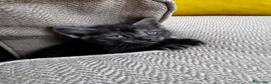Grey Smoke Tabby Girl