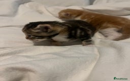 Mixed Breed cats for sale: 3 beautiful fluffy kittins  - Image 7