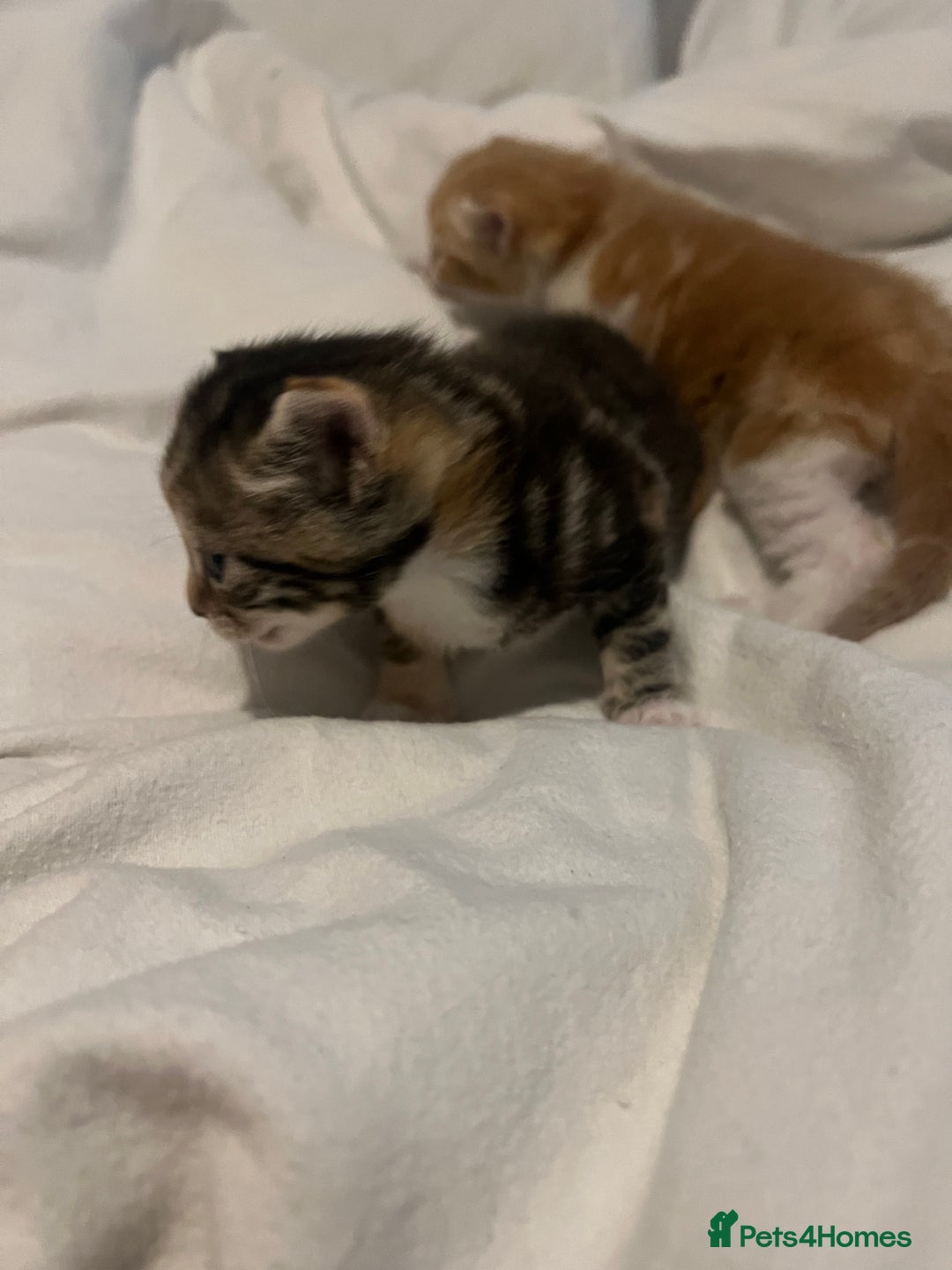 Mixed Breed cats for sale: 3 beautiful fluffy kittins  - Image 7