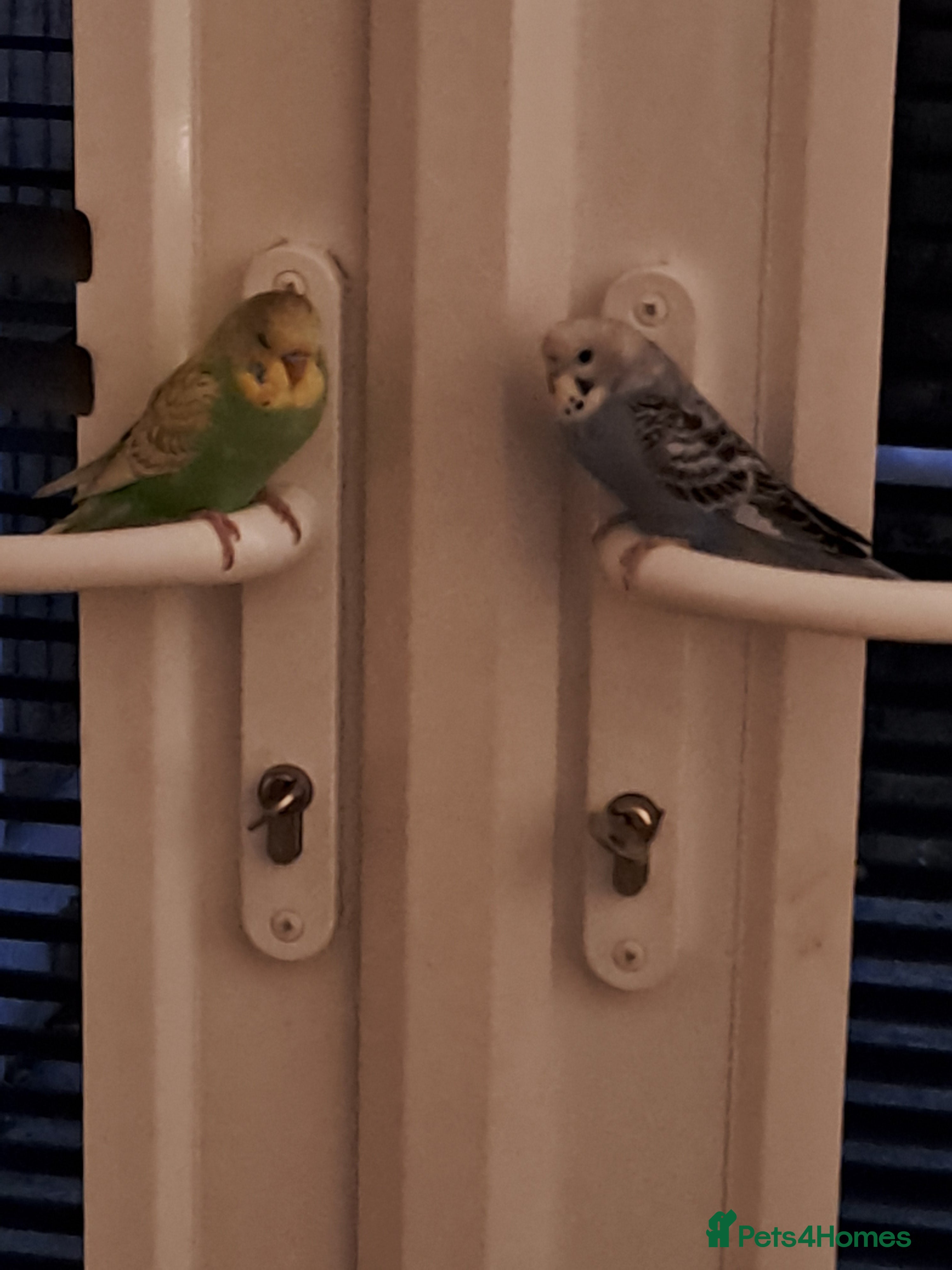 Budgerigars birds A pair of budgies for sale - Advert 1