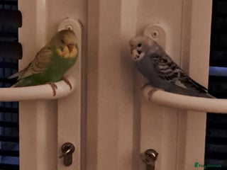 Budgerigars birds A pair of budgies for sale - Advert 1
