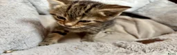 British Shorthair cats for sale: 2 Beautiful Kittens for sale - Blue Grey and Tabby - Advert 6