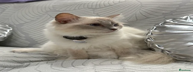 Malousi