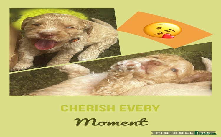 Australian Labradoodle dogs - Advert 2