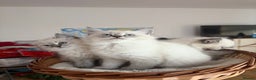 Siberian cats for sale: Hypoallergenic Siberian Neva Masquerade kittens - Advert 6