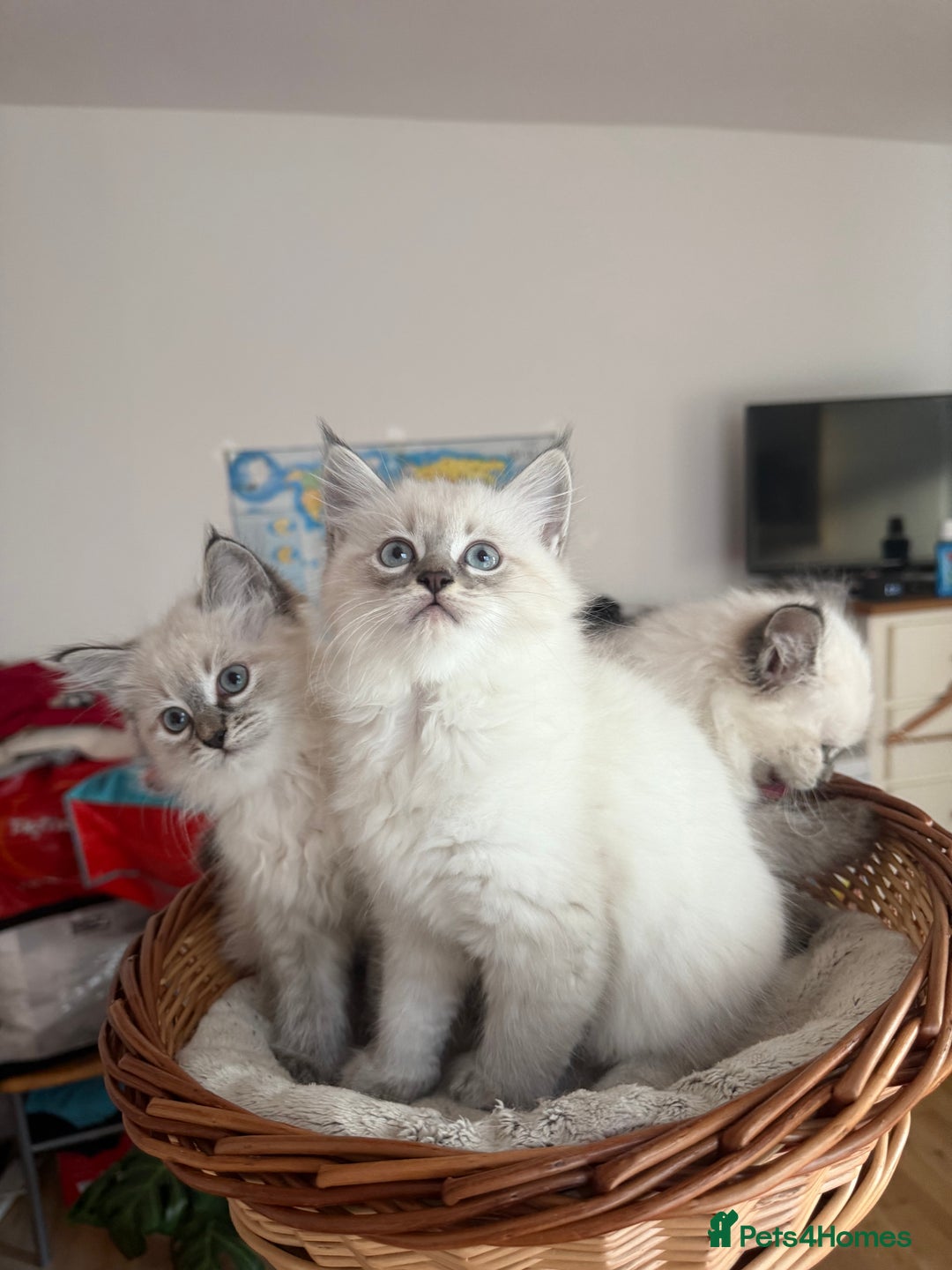 Siberian cats for sale: Hypoallergenic Siberian Neva Masquerade kittens - Advert 6