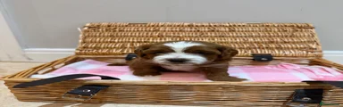 Cavapoo 5