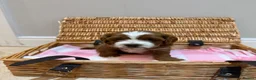 Cavapoo dogs for sale: Adorable Cavapoo Puppies looking for ⭐⭐⭐⭐⭐ homes in Harrogate - Advert 18