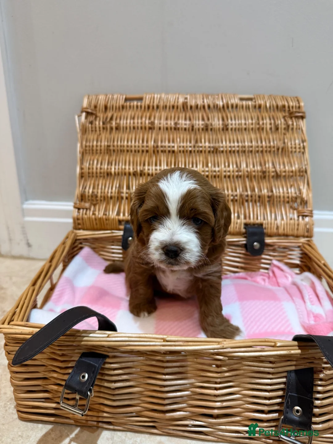 Cavapoo dogs for sale: Adorable Cavapoo Puppies looking for ⭐⭐⭐⭐⭐ homes in Harrogate - Advert 18