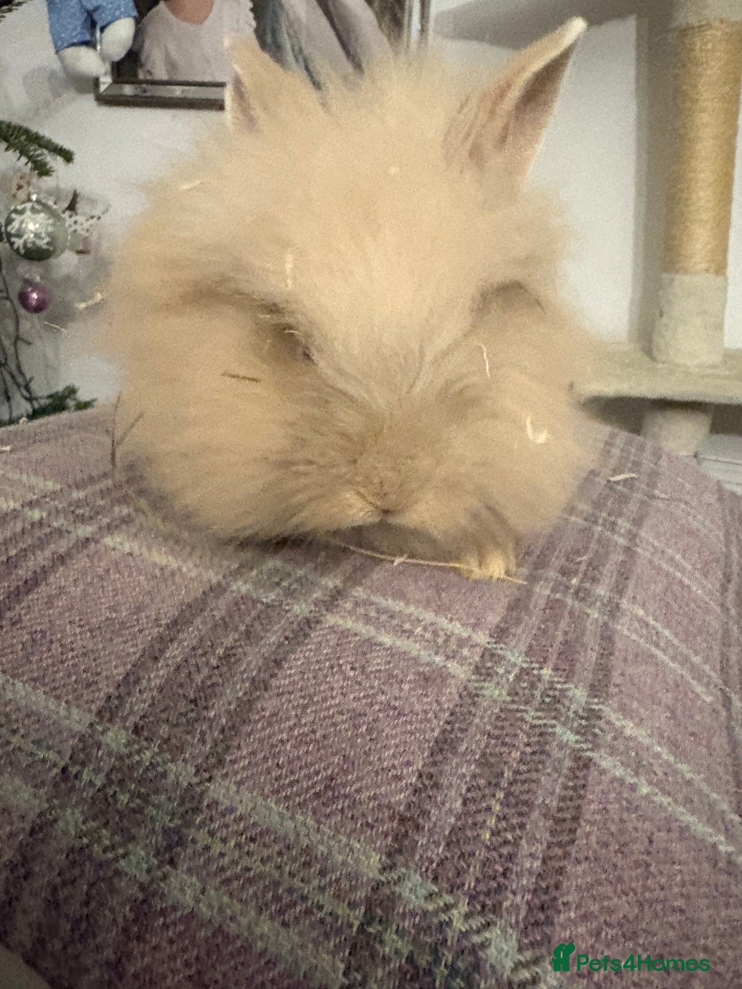 Mixed Breed rabbits for sale: Beautiful babies  - Advert 7