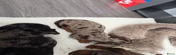 Miniature Dachshund dogs for sale: Miniature dachshund puppy’s  in Bournemouth - Advert 8