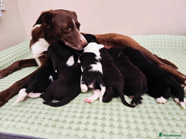 Mixed Breed dogs Short haired Collie pups - Advert 14