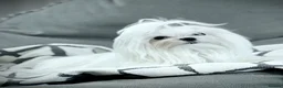 Maltese dogs for sale: Beautiful pure Korean Maltese puppies  - Advert 12