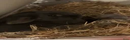 Mixed Breed rabbits for sale: Baby bunnies in Leicester - Advert 2