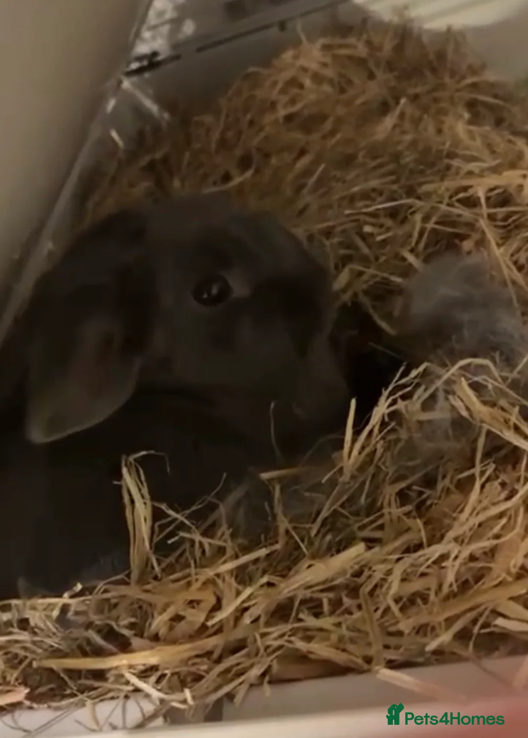 Mixed Breed rabbits for sale: Baby bunnies in Leicester - Advert 2