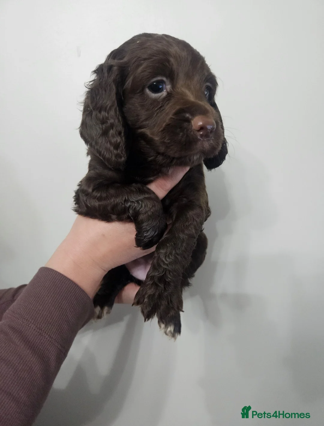 Cocker Spaniel dogs for sale: Stunning KC working cocker spaniel puppies - Advert 7
