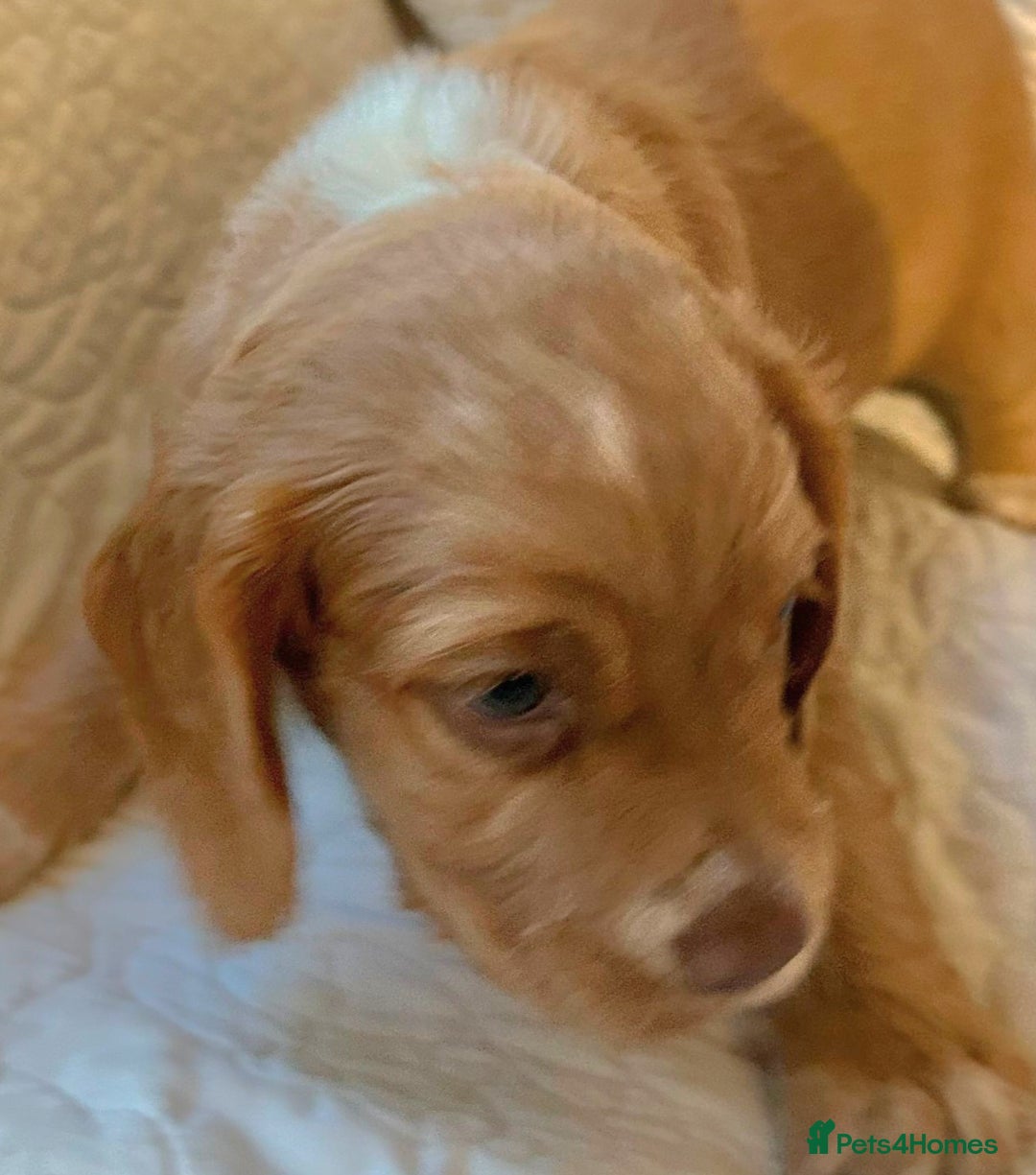 Cocker Spaniel dogs for sale: HEALTH CHECKED KC REG WORKING COCKER SPANIELS  - Advert 19